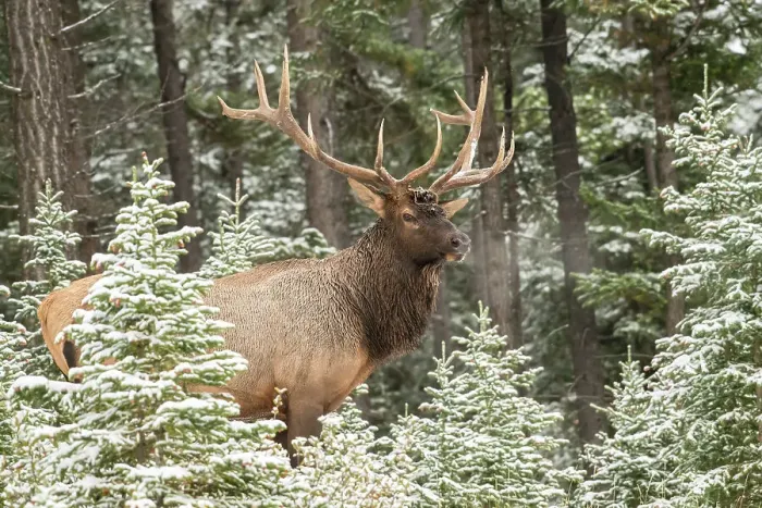 Framed Print : Elk (Cervus elaphus) in the autumn rut, Banff National Park, Alberta, Canada
