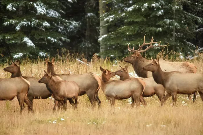 Framed Print : Elk (Cervus elaphus) Bull with harem of females in mountain meadow, Banff National Park, Alberta, Canada Framed Print : Elk (Cervus elaphus) Bull with harem of females in mountain meadow, Banff National Park, Alberta, Canada