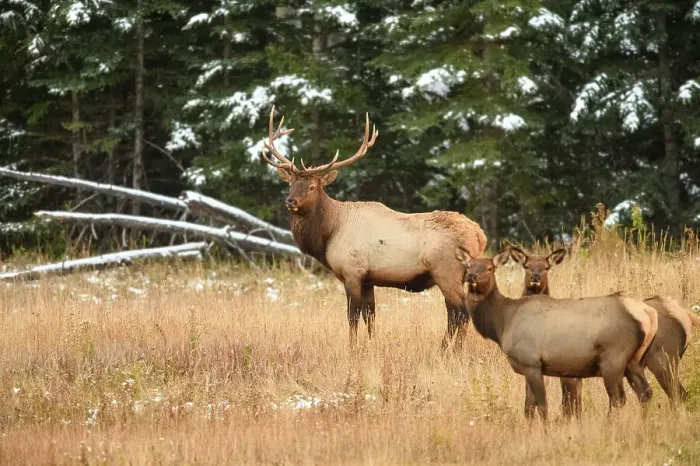 Framed Print : Elk (Cervus elaphus) Bull with harem of females in mountain meadow, Banff National Park, Alberta, Canada Framed Print : Elk (Cervus elaphus) Bull with harem of females in mountain meadow, Banff National Park, Alberta, Canada