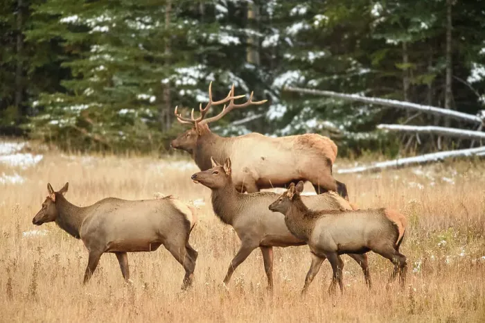 Framed Print : Elk (Cervus elaphus) Bull with harem of females in mountain meadow, Banff National Park, Alberta, Canada Framed Print : Elk (Cervus elaphus) Bull with harem of females in mountain meadow, Banff National Park, Alberta, Canada