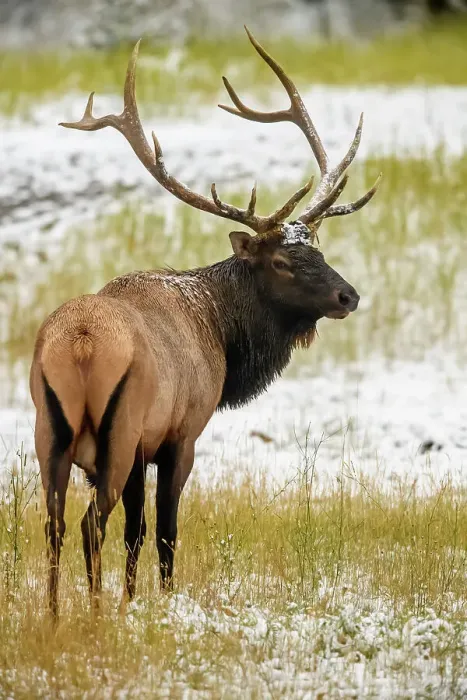 Framed Print : Elk (Cervus elaphus) Bull n the autumn rut, Banff National Park, Alberta, Canada Framed Print : Elk (Cervus elaphus) Bull n the autumn rut, Banff National Park, Alberta, Canada