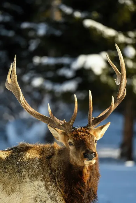 Framed Print : Elk (Cervus elaphus) Bull in winter habitat, Yellowstone National Park, Wyoming, USA Framed Print : Elk (Cervus elaphus) Bull in winter habitat, Yellowstone National Park, Wyoming, USA