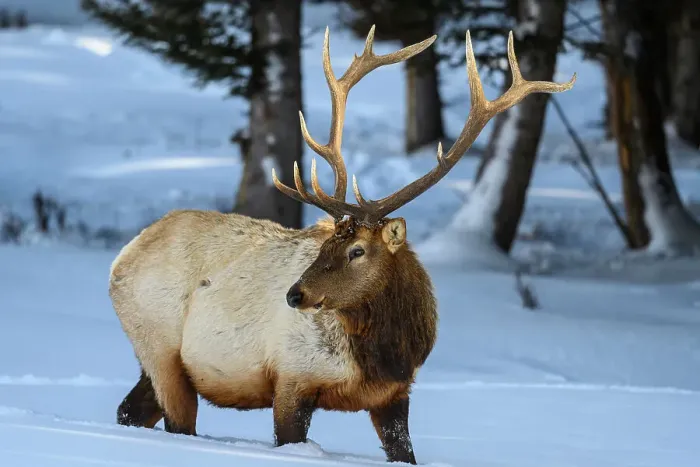 Framed Print : Elk (Cervus elaphus) Bull in winter habitat, Yellowstone National Park, Wyoming, USA Framed Print : Elk (Cervus elaphus) Bull in winter habitat, Yellowstone National Park, Wyoming, USA
