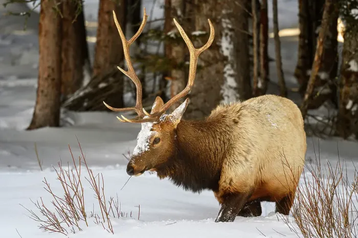 Framed Print : Elk (Cervus elaphus) Bull in winter habitat, Yellowstone National Park, Wyoming, USA Framed Print : Elk (Cervus elaphus) Bull in winter habitat, Yellowstone National Park, Wyoming, USA