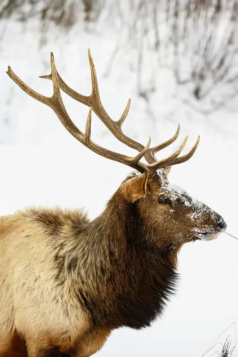 Framed Print : Elk (Cervus elaphus) Bull in winter habitat, Yellowstone National Park, Wyoming, USA Framed Print : Elk (Cervus elaphus) Bull in winter habitat, Yellowstone National Park, Wyoming, USA