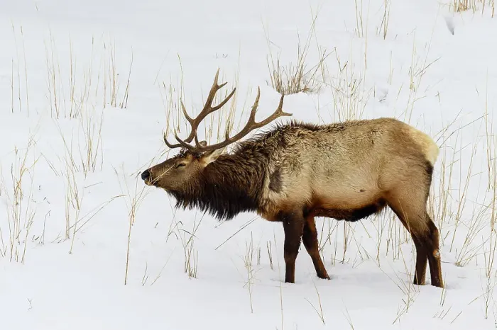 Framed Print : Elk (Cervus elaphus) Bull in winter habitat, Yellowstone National Park, Wyoming, USA Framed Print : Elk (Cervus elaphus) Bull in winter habitat, Yellowstone National Park, Wyoming, USA