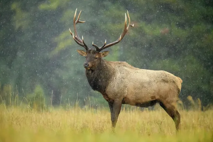 Framed Print : Elk (Cervus elaphus) Rutting bull, Banff National Park, Alberta, Canada