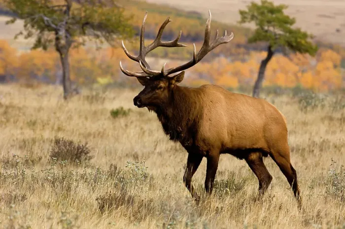 Framed Print : Elk, Cervus elaphus. Rutting Stag / bull in autumn, Waterton Lake National Park, Alberta, Canada Framed Print : Elk, Cervus elaphus. Rutting Stag / bull in autumn, Waterton Lake National Park, Alberta, Canada