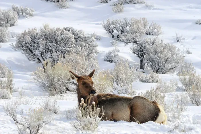 Framed Print : Elk (Cervus elaphus) in snowy sagebrush landscape, Yellowstone NP, Wyoming, USA Framed Print : Elk (Cervus elaphus) in snowy sagebrush landscape, Yellowstone NP, Wyoming, USA