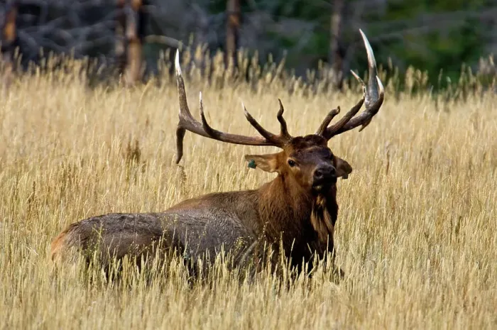 Framed Print : Elk, Cervus elaphus. Stag / Bull in autumn rut, Jasper, Alberta, Canada