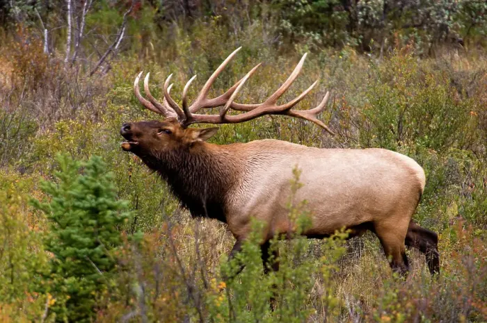Framed Print : Elk, Cervus elaphus. Stag / Bull in autumn rut, Jasper National Park, Alberta, Canada
