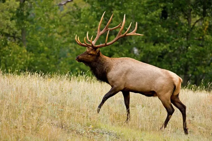 Framed Print : Elk, Cervus elaphus. Stag / Bull in autumn rut, Jasper National Park, Alberta, Canada Framed Print : Elk, Cervus elaphus. Stag / Bull in autumn rut, Jasper National Park, Alberta, Canada