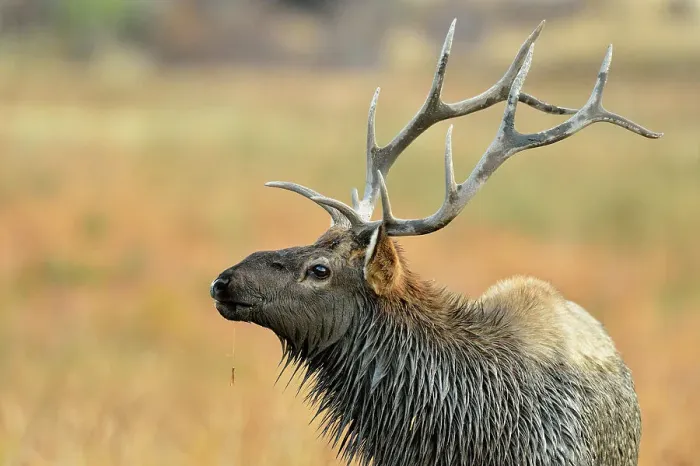 Framed Print : Elk (Cervus elaphus) Stag exhibiting rutting behaviour, Yellowstone NP, Wyoming, USA Framed Print : Elk (Cervus elaphus) Stag exhibiting rutting behaviour, Yellowstone NP, Wyoming, USA