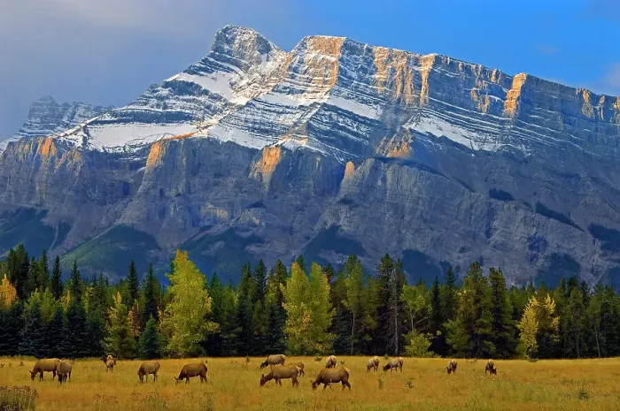Framed Print : Elk in meadow on Minnewanka Road and Mt. Rundle in background, Banff National Park, Alberta, Canada