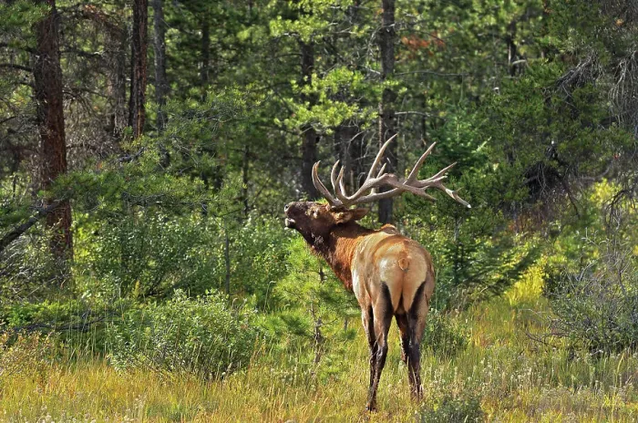 Framed Print : Elk or wapiti (Cervus canadensis) Jasper National Park, Alberta, Canada Framed Print : Elk or wapiti (Cervus canadensis) Jasper National Park, Alberta, Canada