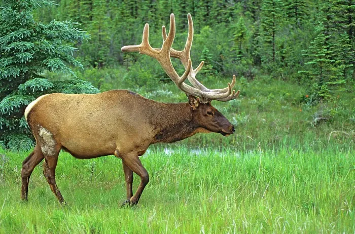 Framed Print : Elk or wapiti (Cervus canadensis) Jasper National Park, Alberta, Canada Framed Print : Elk or wapiti (Cervus canadensis) Jasper National Park, Alberta, Canada