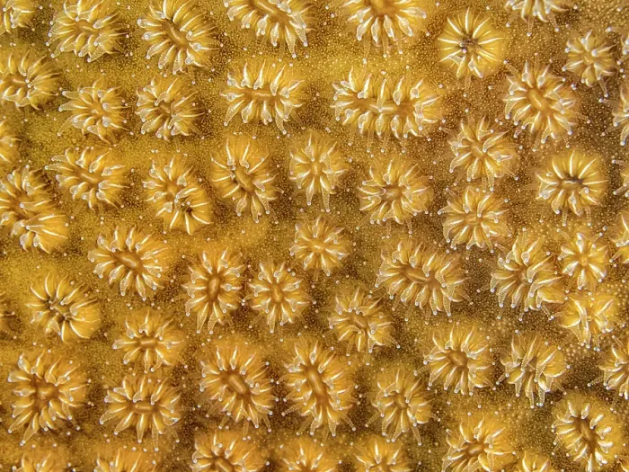 Framed Print : Elliptical Star Coral (Dichocoenia stokesi), Grand Cayman, Cayman Islands, British West Indies