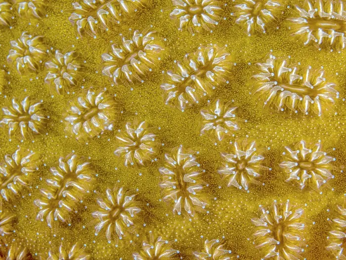 Framed Print : Elliptical Star Coral (Dichocoenia stokesi), Grand Cayman, Cayman Islands, British West Indies