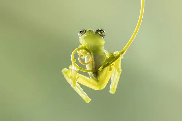 Emerald Glass Frog (Centrolene prosoblepon), Male climbing vine, Costa Rica