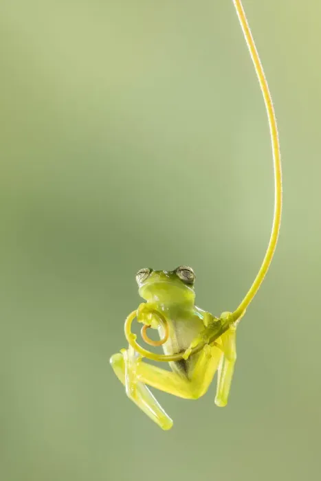 Framed Print : Emerald Glass Frog (Centrolene prosoblepon), Male climbing vine, Costa Rica