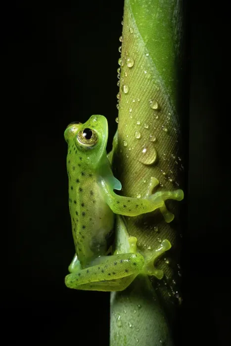 Framed Print : Emerald Glass Frog (Centrolene prosoblepon), male in mid elevation cloud forest, Costa Rica Framed Print : Emerald Glass Frog (Centrolene prosoblepon), male in mid elevation cloud forest, Costa Rica