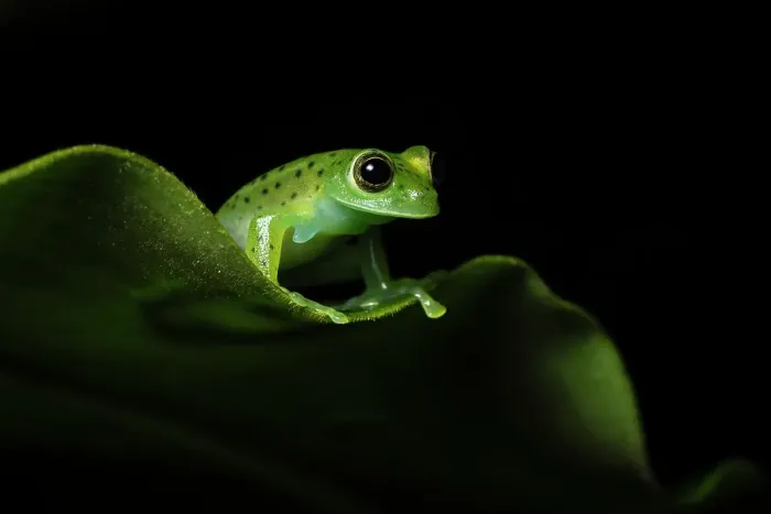 Framed Print : Emerald Glass Frog (Centrolene prosoblepon), male in mid elevation cloud forest, Costa Rica Framed Print : Emerald Glass Frog (Centrolene prosoblepon), male in mid elevation cloud forest, Costa Rica