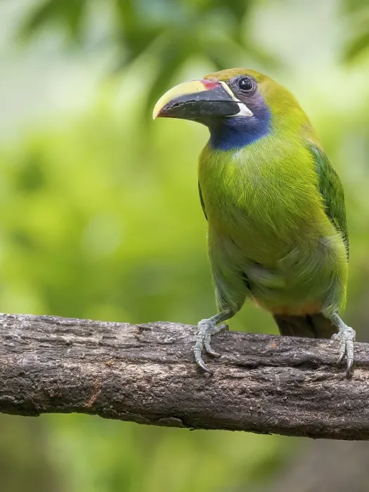 Framed Print : Emerald-Toucanet (Aulacorhynchus prasinus), Cloud Forest region of Costa Rica Framed Print : Emerald-Toucanet (Aulacorhynchus prasinus), Cloud Forest region of Costa Rica
