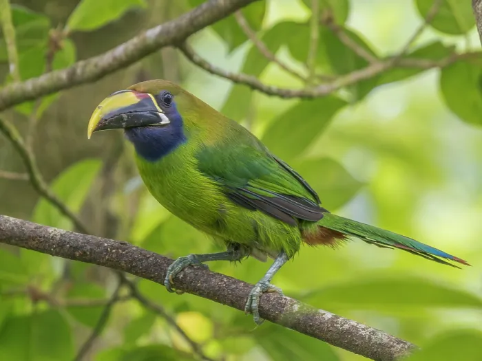 Framed Print : Emerald-Toucanet (Aulacorhynchus prasinus), Cloud Forest region of Costa Rica Framed Print : Emerald-Toucanet (Aulacorhynchus prasinus), Cloud Forest region of Costa Rica