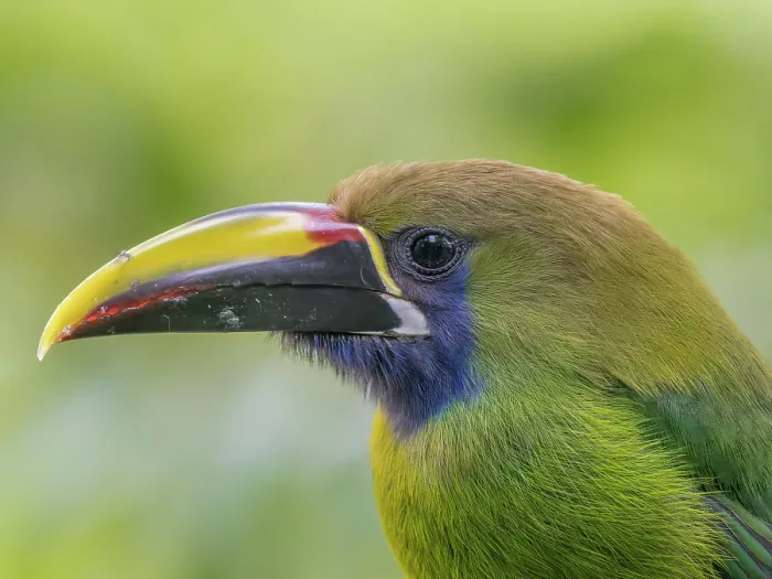 Framed Print : Emerald-Toucanet (Aulacorhynchus prasinus), Cloud Forest region of Costa Rica Framed Print : Emerald-Toucanet (Aulacorhynchus prasinus), Cloud Forest region of Costa Rica