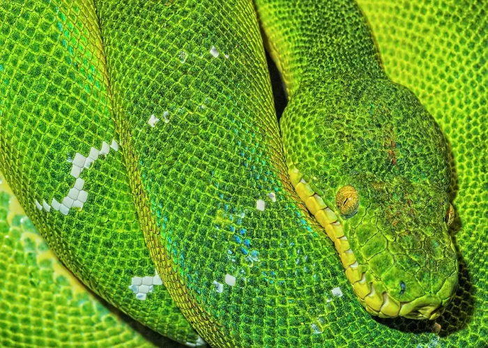 Framed Print : Emerald Tree Boa (Corallus caninus) - captive, Ontario, Canada Framed Print : Emerald Tree Boa (Corallus caninus) - captive, Ontario, Canada