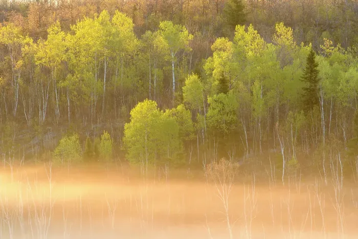 Framed Print : Emerging spring foliage in an aspen woodland overlooking a misty bog, Greater Sudbury, Ontario, Canada Framed Print : Emerging spring foliage in an aspen woodland overlooking a misty bog, Greater Sudbury, Ontario, Canada