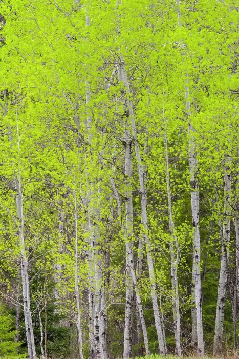 Framed Print : Emerging spring foliage in an aspen woodlot, Greater Sudbury, Ontario, Canada Framed Print : Emerging spring foliage in an aspen woodlot, Greater Sudbury, Ontario, Canada