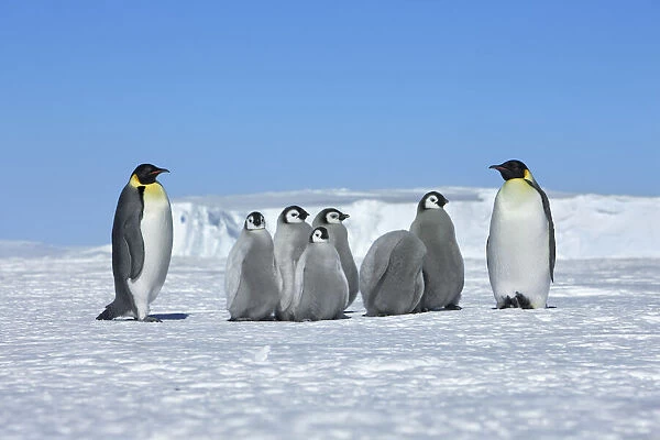 Emperor penguin Adults and chicks - Antarctica, Weddell Sea, Queen Maud Land, Ekstrom Ice Shelf, Atka Bay