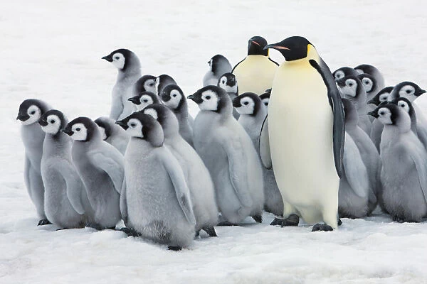 Emperor penguin adults leading chicks - Antarctica, Antarctic Peninsula, Snowhill Island