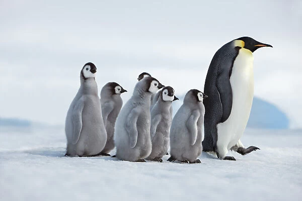 Emperor penguin adults leading chicks - Antarctica, Antarctic Peninsula, Snowhill Island