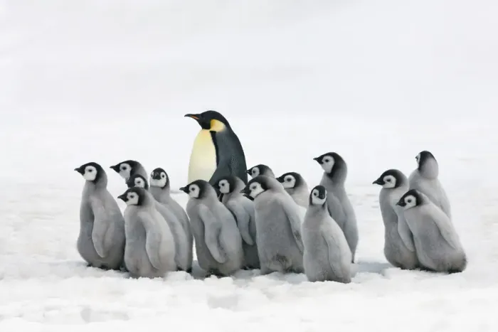 Framed Print : Emperor penguin adults leading chicks - Antarctica, Antarctic Peninsula, Snowhill Island