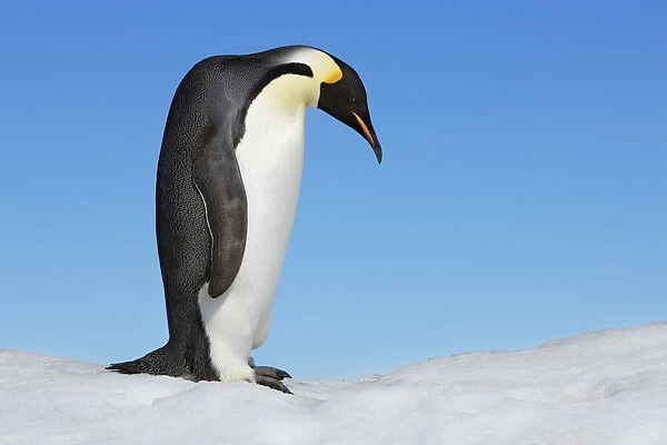 Emperor penguin - Antarctica, Antarctic Peninsula, Snowhill Island