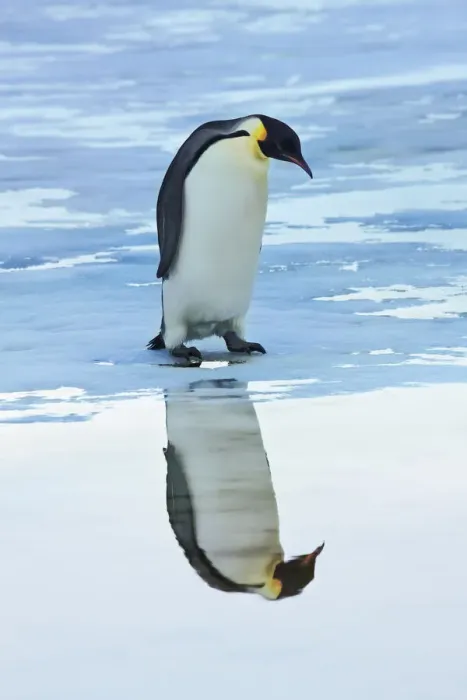 Framed Print : Emperor penguin - Antarctica, Antarctic Peninsula, Snowhill Island Framed Print : Emperor penguin - Antarctica, Antarctic Peninsula, Snowhill Island