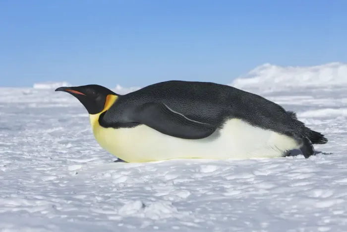 Framed Print : Emperor penguin - Antarctica, Weddell Sea, Queen Maud Land, Ekstrom Ice Shelf, Atka Bay Framed Print : Emperor penguin - Antarctica, Weddell Sea, Queen Maud Land, Ekstrom Ice Shelf, Atka Bay