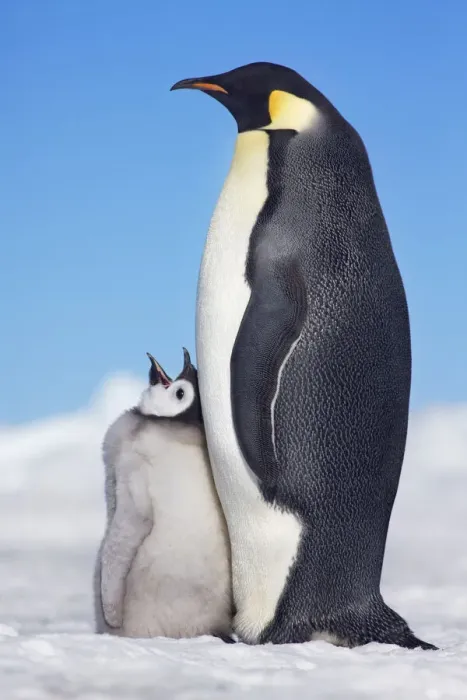 Framed Print : Emperor penguin with begging chick - Antarctica, Antarctic Peninsula, Snowhill Island Framed Print : Emperor penguin with begging chick - Antarctica, Antarctic Peninsula, Snowhill Island