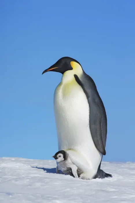 Framed Print : Emperor penguin with chick - Antarctica, Antarctic Peninsula, Snowhill Island Framed Print : Emperor penguin with chick - Antarctica, Antarctic Peninsula, Snowhill Island