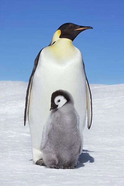 Emperor penguin with chick - Antarctica, Antarctic Peninsula, Snowhill Island