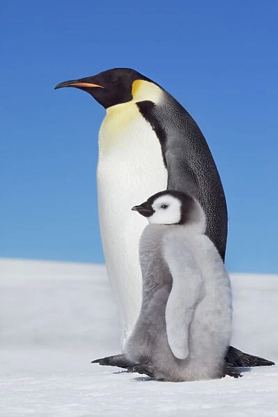 Emperor penguin with chick - Antarctica, Antarctic Peninsula, Snowhill Island