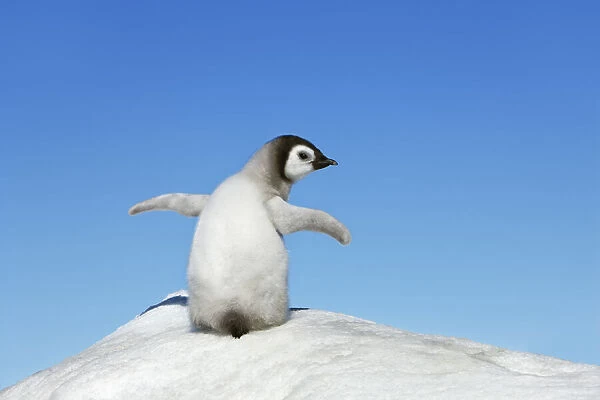 Emperor penguin chick - Antarctica, Antarctic Peninsula, Snowhill Island