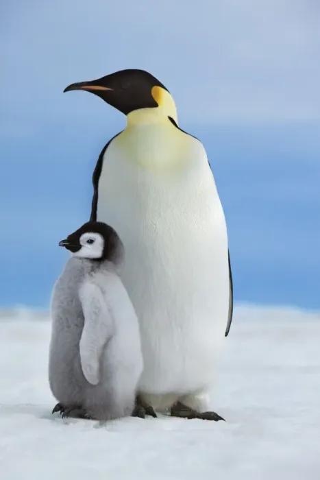Framed Print : Emperor penguin with chick - Antarctica, Antarctic Peninsula, Snowhill Island Framed Print : Emperor penguin with chick - Antarctica, Antarctic Peninsula, Snowhill Island