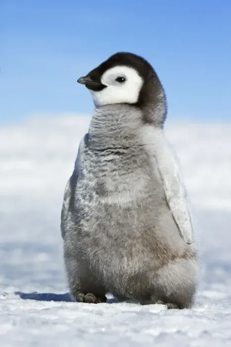 Framed Print : Emperor penguin chick - Antarctica, Antarctic Peninsula, Snowhill Island