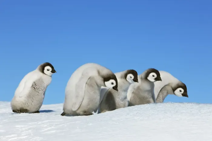 Framed Print : Emperor penguin chick group - Antarctica, Antarctic Peninsula, Snowhill Island Framed Print : Emperor penguin chick group - Antarctica, Antarctic Peninsula, Snowhill Island