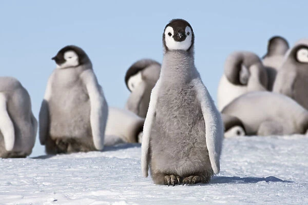 Emperor penguin chick group - Antarctica, Antarctic Peninsula, Snowhill Island