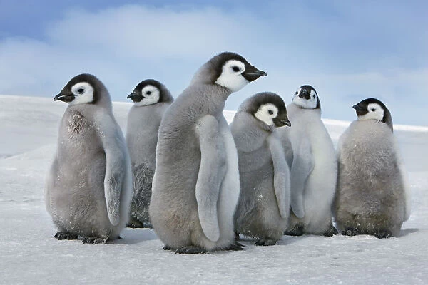 Emperor penguin chick group - Antarctica, Antarctic Peninsula, Snowhill Island