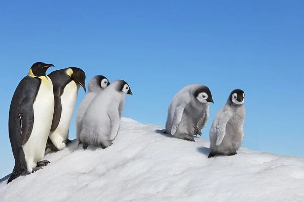 Emperor penguin with chicks - Antarctica, Antarctic Peninsula, Snowhill Island
